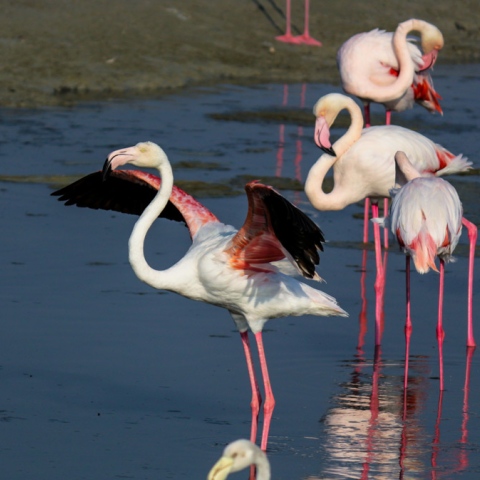 Photo: Dubai's Flamingos Take Flight