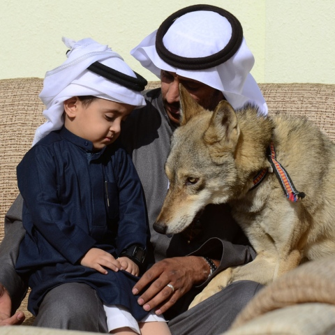  أسرة سعودية تعيش مع الذئاب منذ 11 عامًا