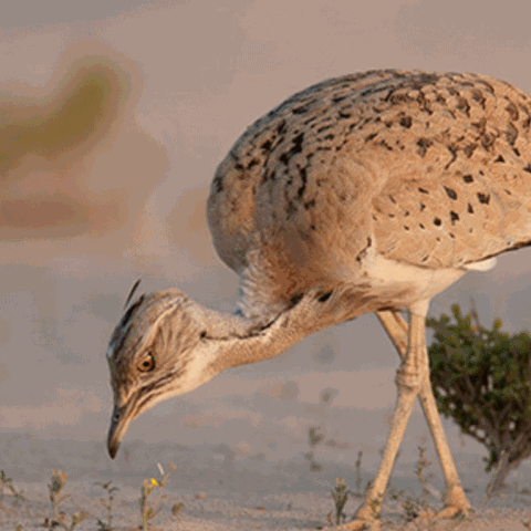  60 ألف طائر حبارى تم إكثارها عبر الصندوق الدولى للحبارى