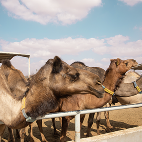  Al Ain Farms: Abundant production around the clock