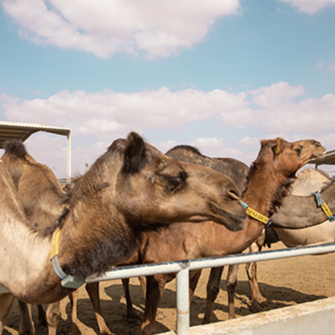 Photo: Al Ain Farms: Abundant production around the clock