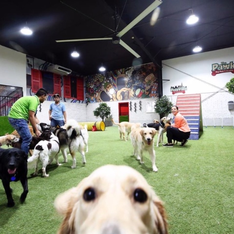 Photo: Dubai’s first dog water park