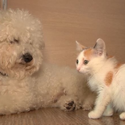 ${rs.image.photo} "مارسيل" كلب ينقذ القطط الضالة في روسيا