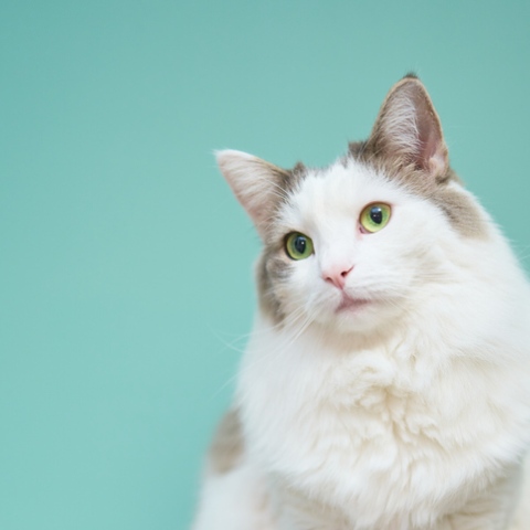 صور: "مياو توك".. تطبيق جديد يترجم مواء القطط