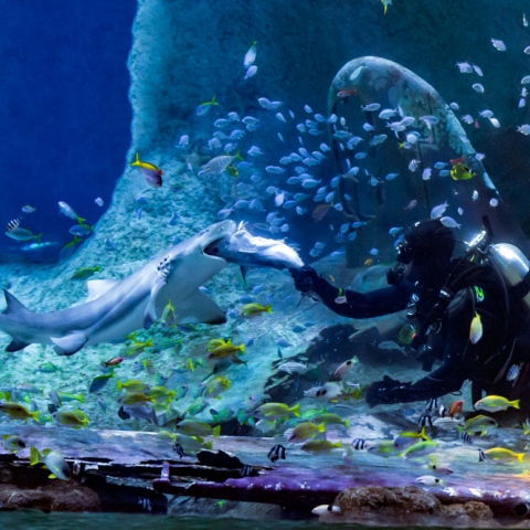 صور: اكتشف التنوع البحري في "ناشونال أكواريوم" أبوظبي!