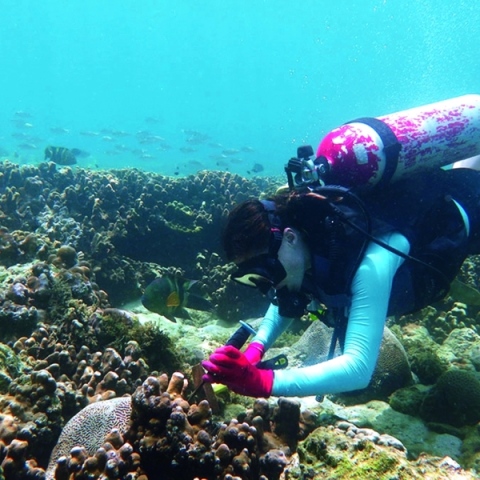 ${rs.image.photo} كيف يتم استخدام صدف المحار لتطوير الشعب المرجانية في دبي؟
