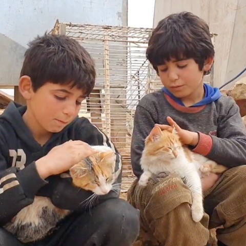 صور: رغم البرد القارص والظروف القاسية، طفلان سوريان يرعيان مجموعة قطط من قلب مخيم اللجوء!