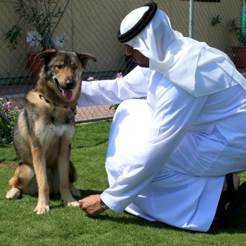 صور: تعرّف على أشهر المرافق للحيوانات الأليفة في دبي