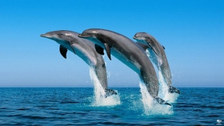 صور: رصد 6 أنواع مختلفة لدلافين في مياه الفجيرة