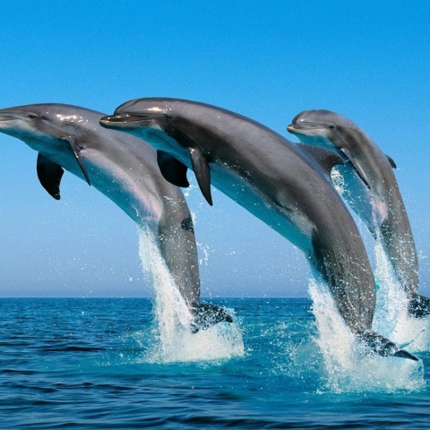 صور: رصد 6 أنواع مختلفة لدلافين في مياه الفجيرة