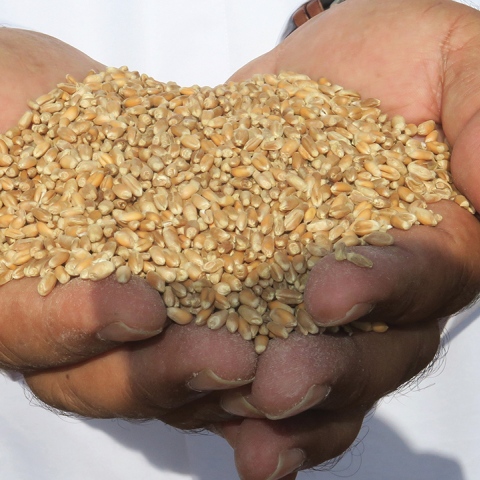 صور: "قمح الإمارات".. مبادرة وطنية زراعية تُنتج 80 طناً من القمح على مستوى الدولة!