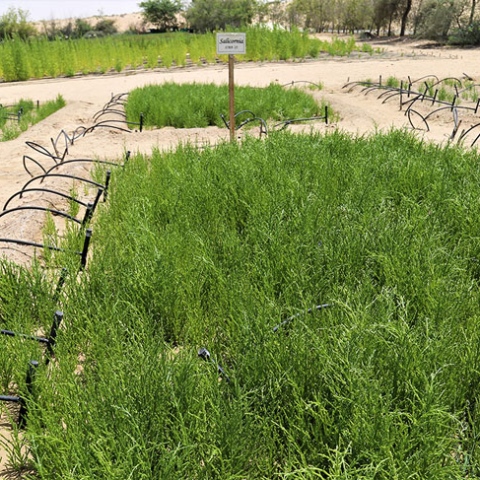 صور: نبات "الساليكورنيا" مقوّم زراعي مهم لزراعة المستقبل في الإمارات!